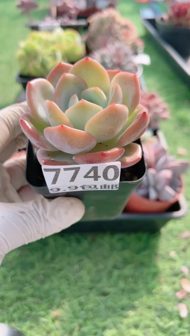 【闪购商品】信服多肉一物一拍