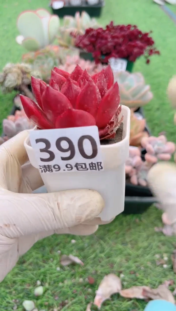 【闪购商品】信福多肉一物一拍