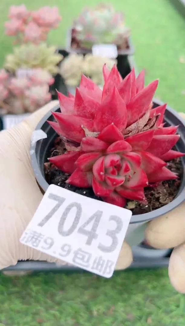 【闪购商品】信福多肉一物一拍