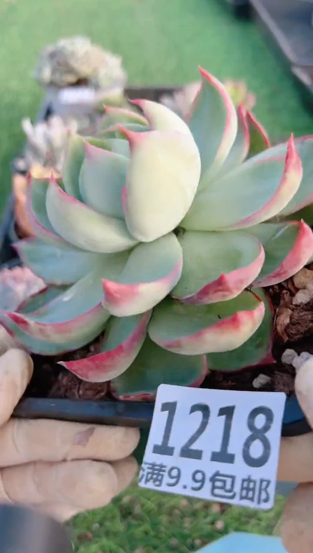 【闪购商品】信福多肉一物一拍