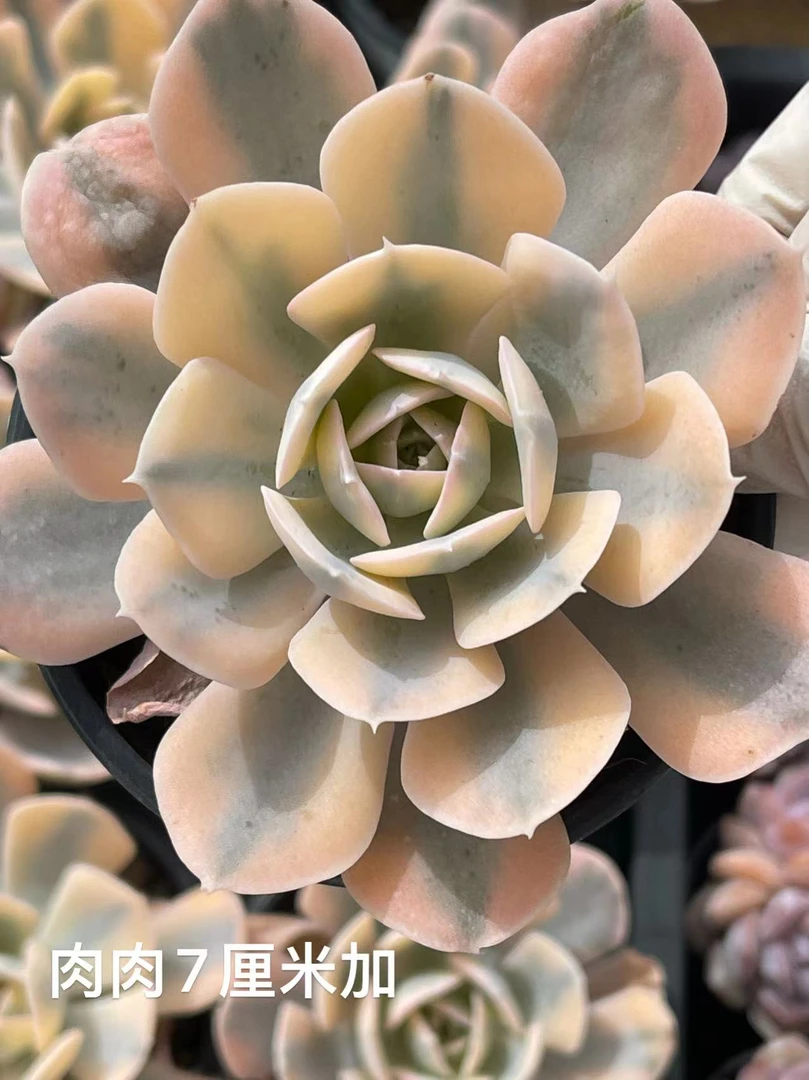 （9#鲁氏石莲锦）  多肉植物
