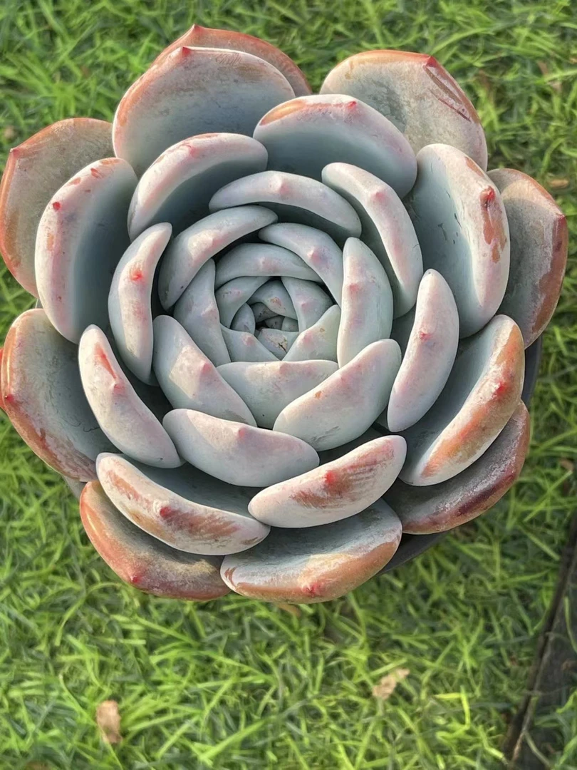 嫦娥单头 多肉植物