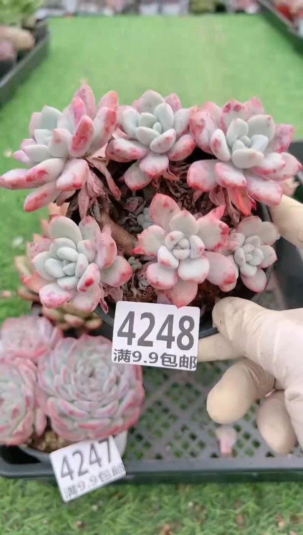 【闪购商品】信福多肉一物一拍