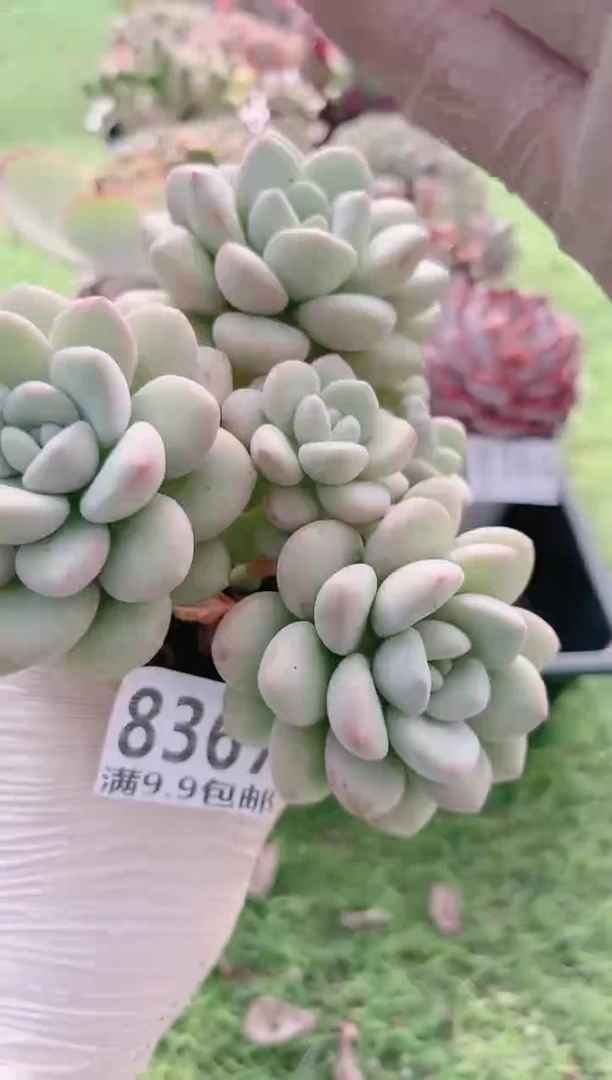 【闪购商品】信福多肉一物一拍