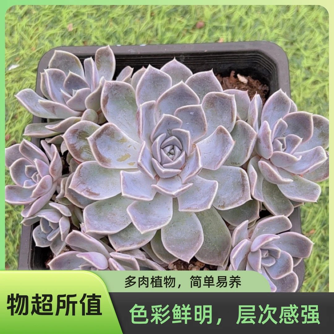 14#安吉莉 多肉植物