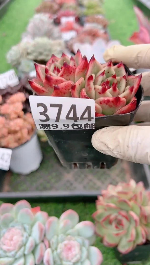 【闪购商品】信福多肉一物一拍