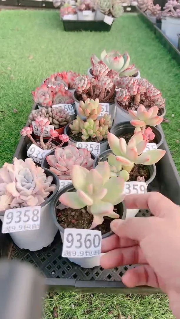 【闪购商品】信福多肉一物一拍