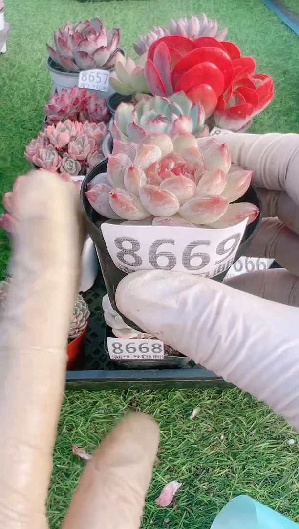 【闪购商品】信福多肉一物一拍