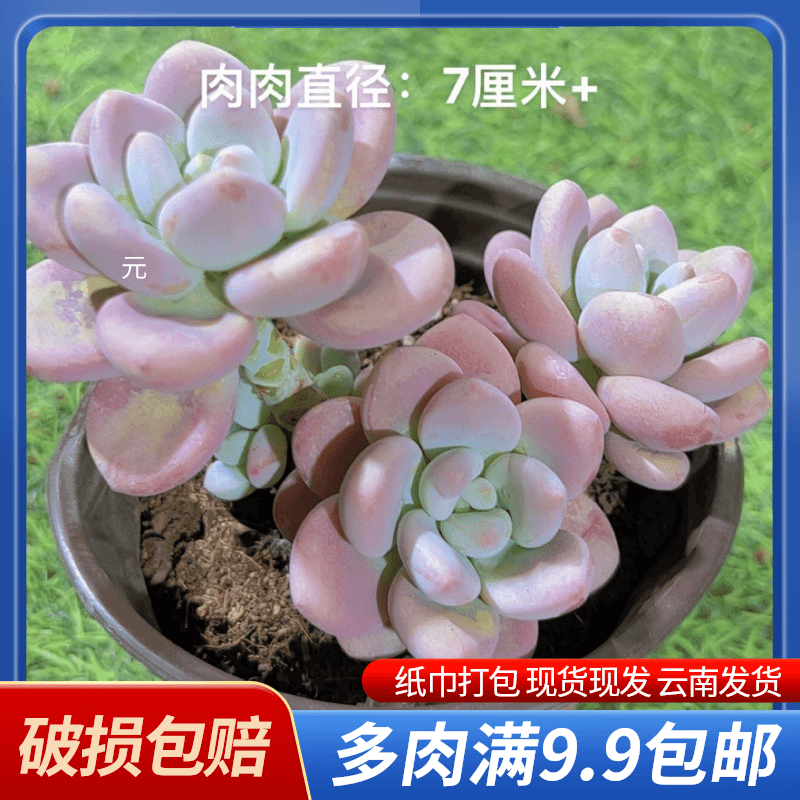 12#香水洛神  多肉植物