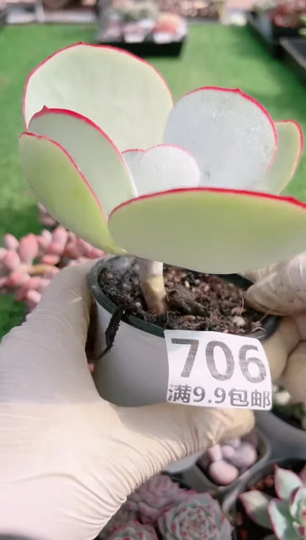 【闪购商品】信福多肉一物一拍