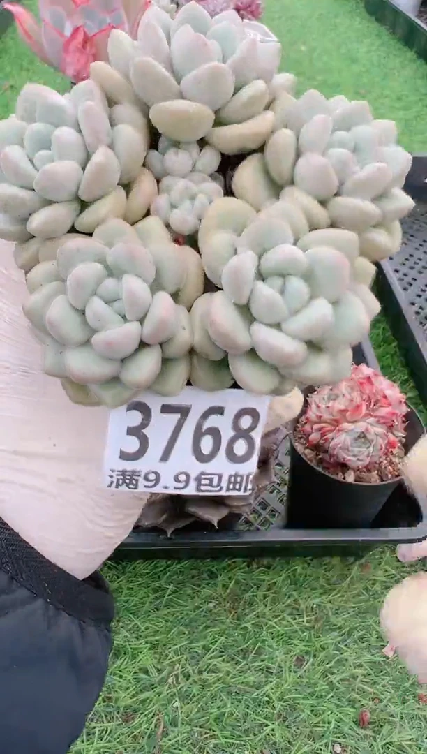 【闪购商品】信福多肉一物一拍