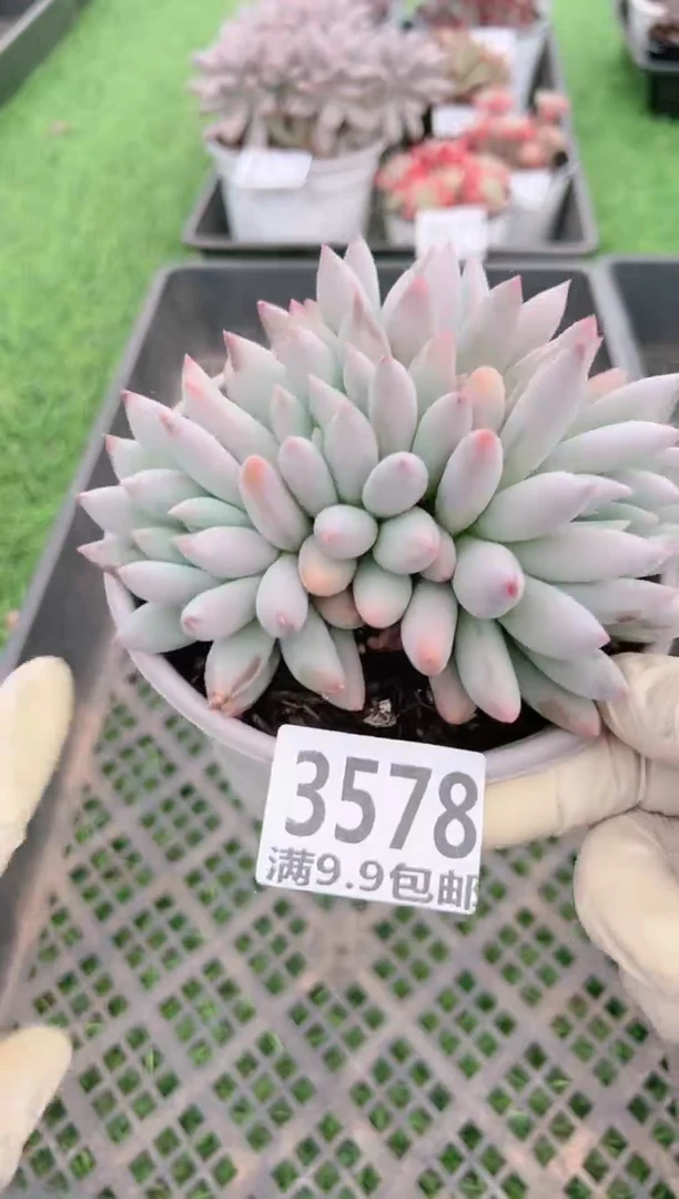 【闪购商品】信福多肉一物一拍