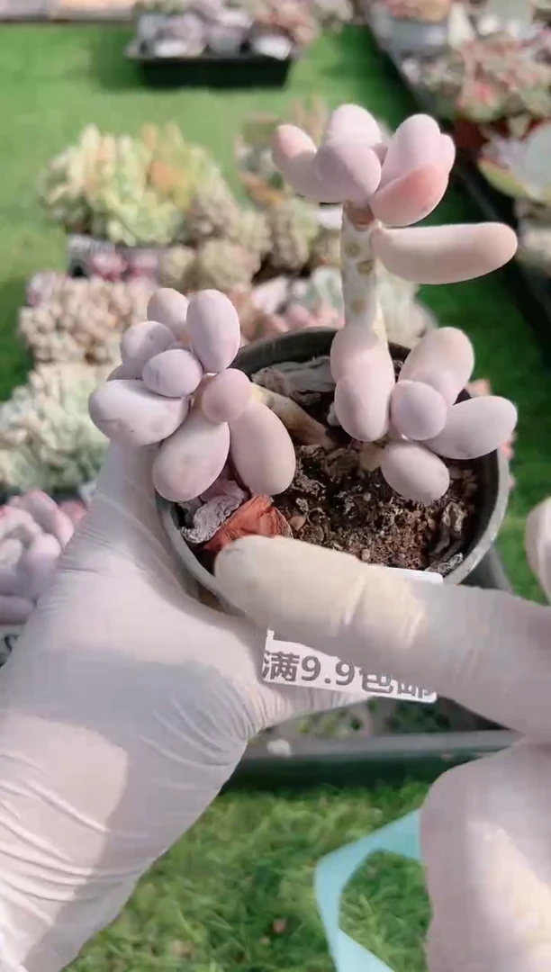 【闪购商品】信福多肉一物一拍