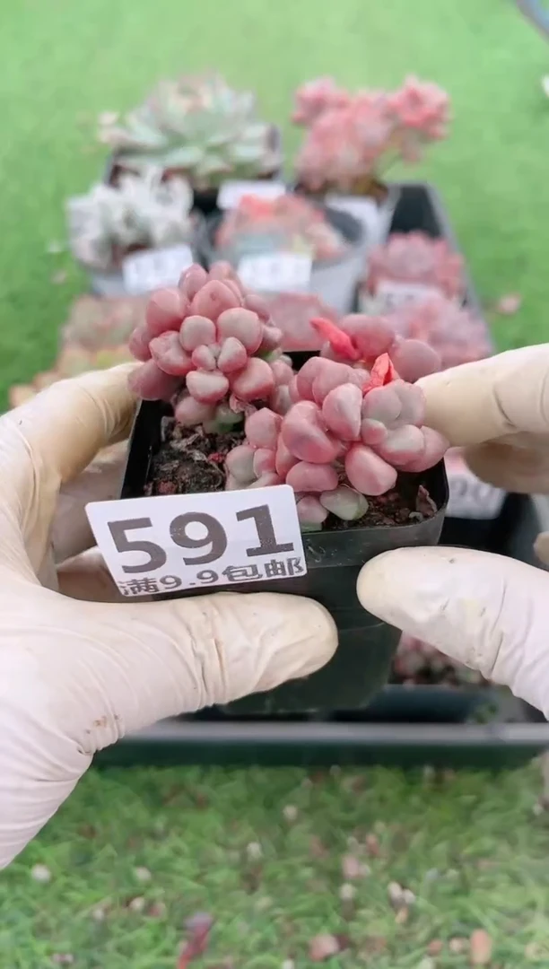 【闪购商品】信福多肉一物一拍