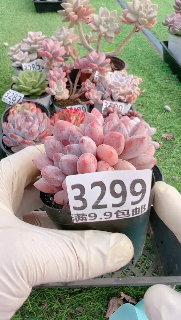 【闪购商品】信福多肉一物一拍