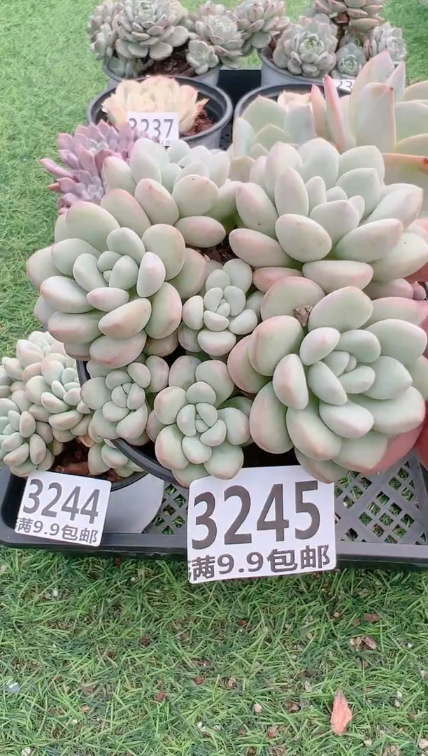 【闪购商品】信福多肉一物一拍