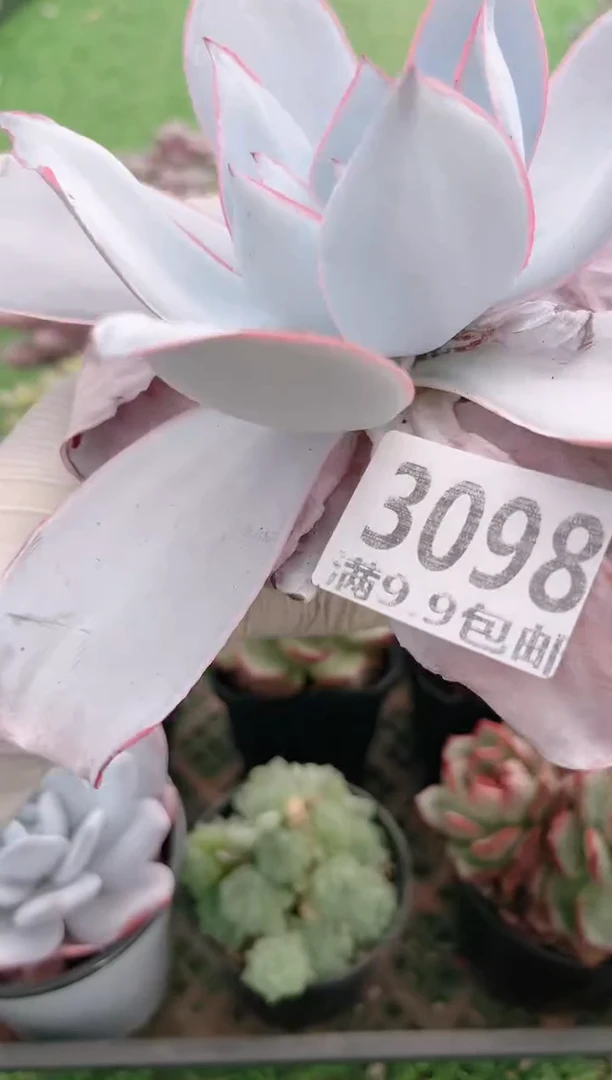 【闪购商品】信福多肉一物一拍