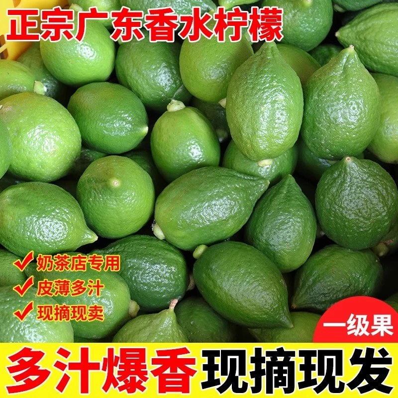 广东香水柠檬一级产地直发新鲜现摘四季无籽奶茶店专用手打柠檬茶