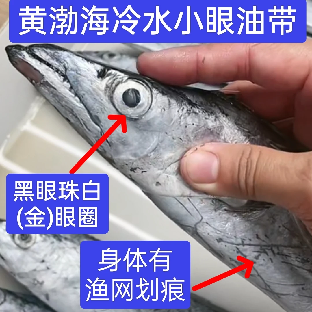 Y8-15条海捕香煎小眼油带鱼鲜嫩刀鱼北方带鱼3两