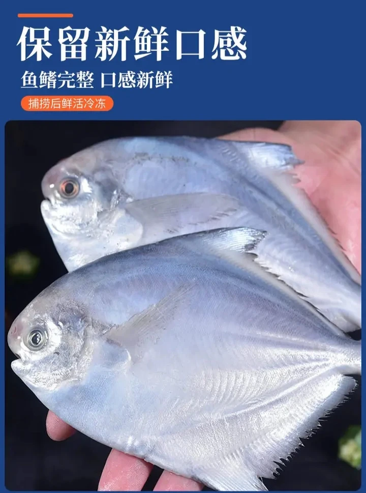 5斤到手28条左右(5-6条/斤)银鲳鱼平鱼新鲜速冻只只分离顺丰包邮