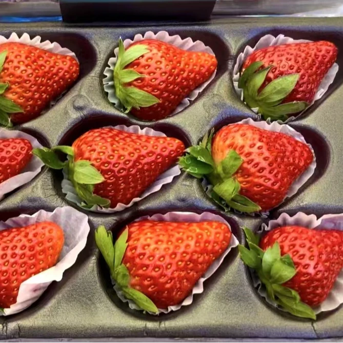 丹东草莓【600克】