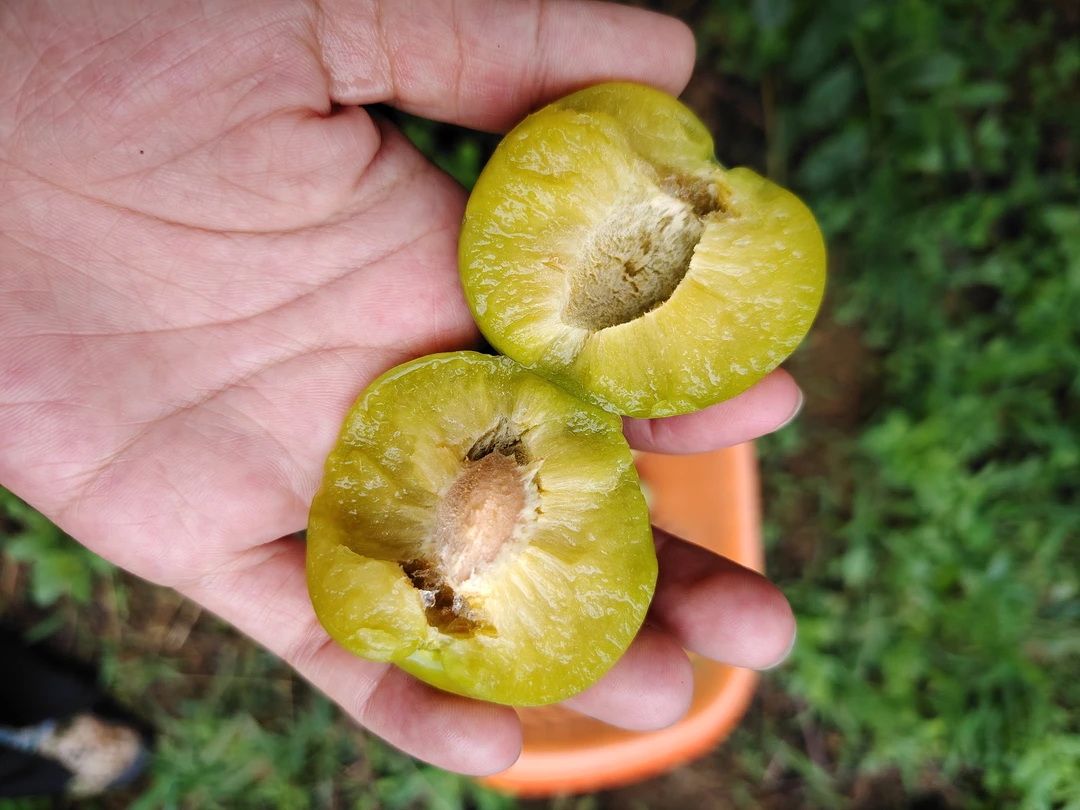 贵州六马正宗青脆脱骨李新鲜现摘当季酸甜可口孕妇水果