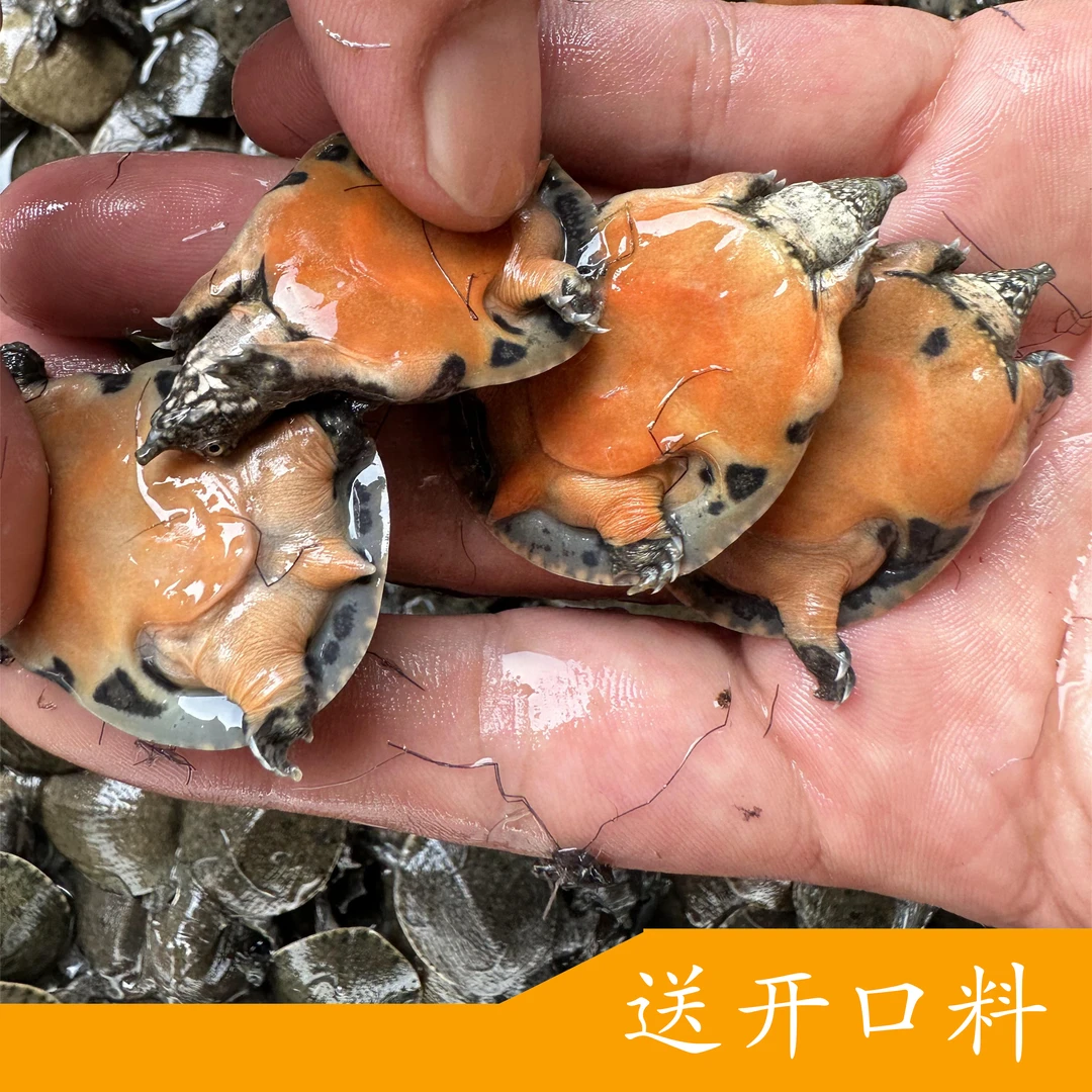汉寿小甲鱼幼崽5-10克中华过冬小甲鱼