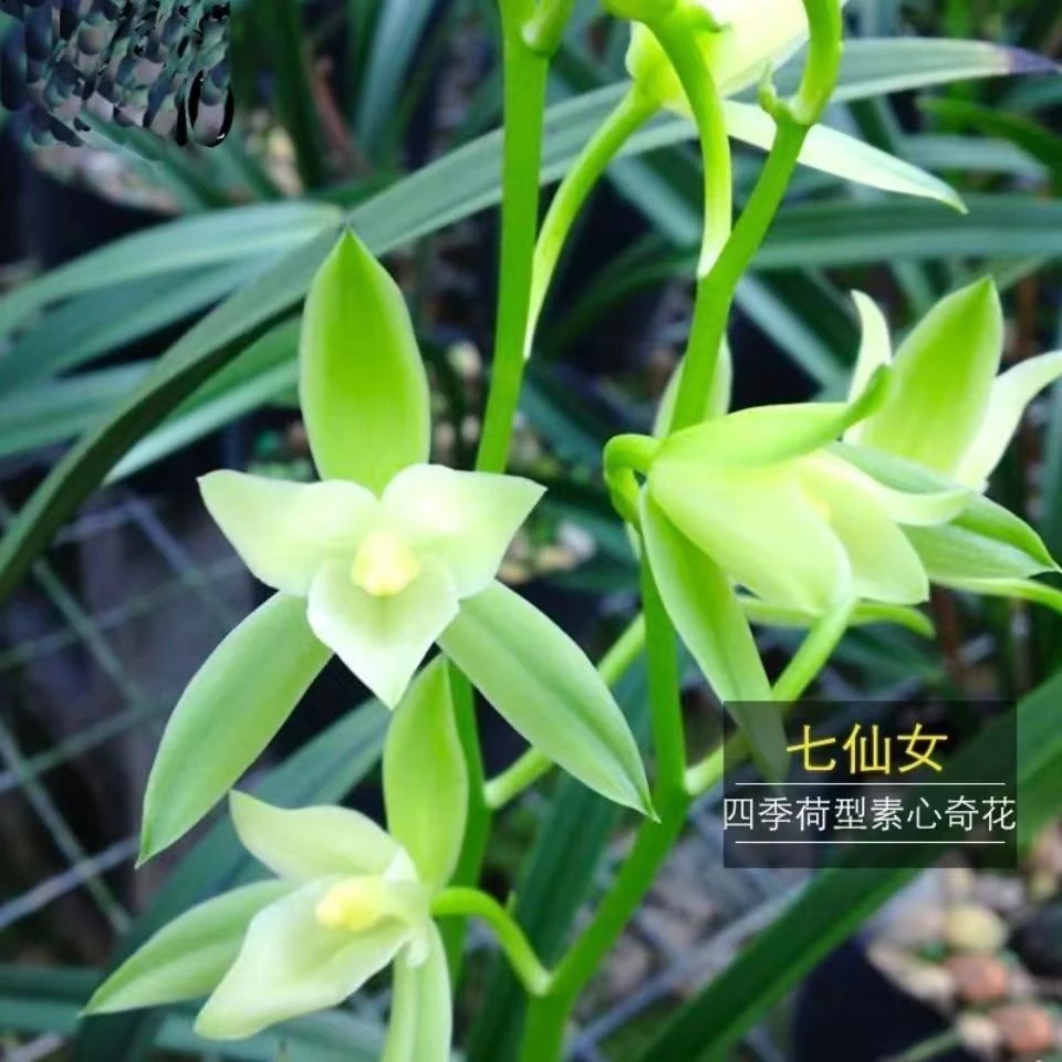 翁源兰花苗建兰四季兰花七仙女新手好养易养活开花浓香花卉绿植