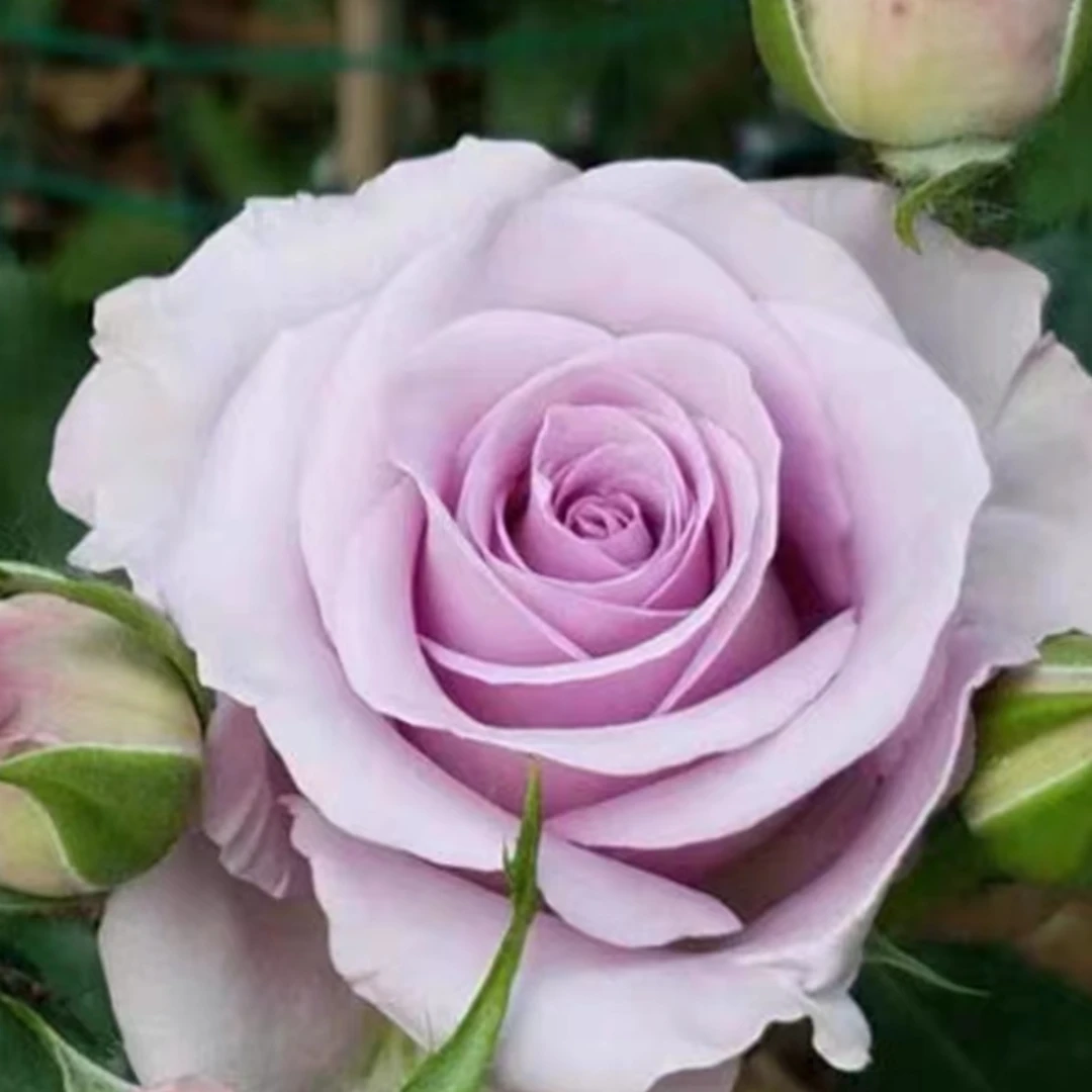 （海洋之歌）月季花苗四季开花高杯状切花玫瑰灌木花卉植物阳台盆栽