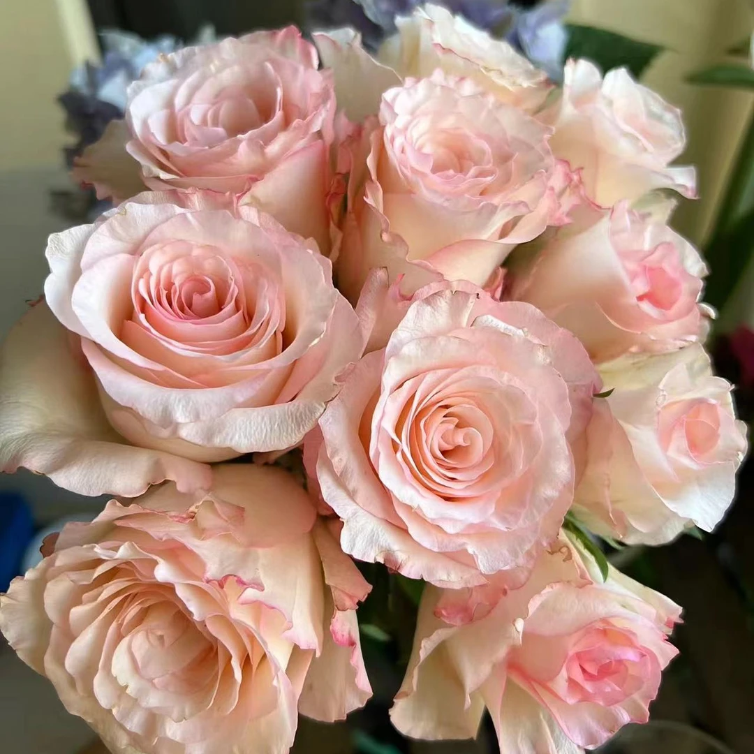 帕米拉 超新品玫瑰花灌木大花盆栽室内阳台四季开特大花浓香花卉