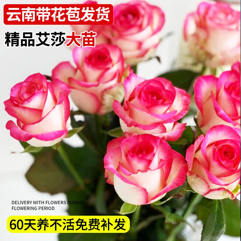 (艾莎)玫瑰花苗四季开花高杯状切花玫瑰灌木花卉植物阳台盆栽户外