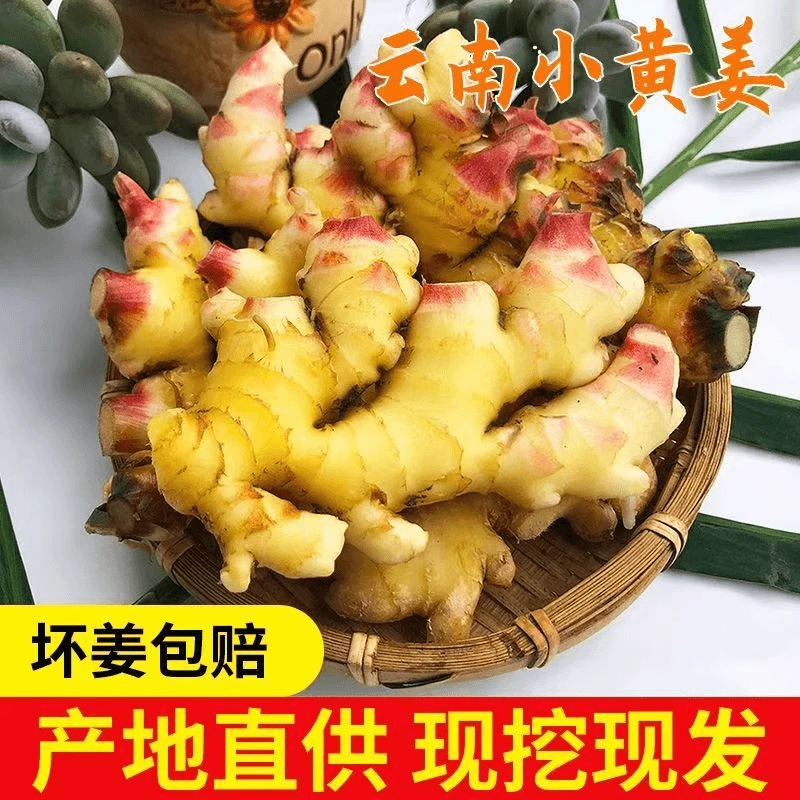 【2024年新姜】云南高山小黄姜新姜0.5斤现挖新鲜产地发货坏果包赔