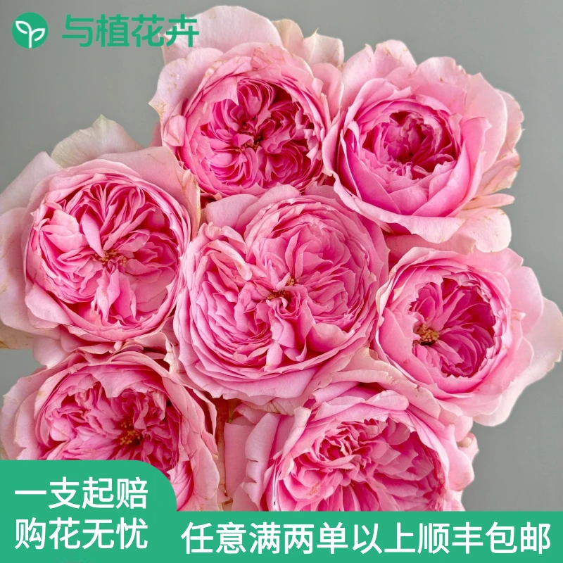 巴黎印象鲜花鲜切花家庭插花云南鲜花基地直发【任意两单顺丰包邮】