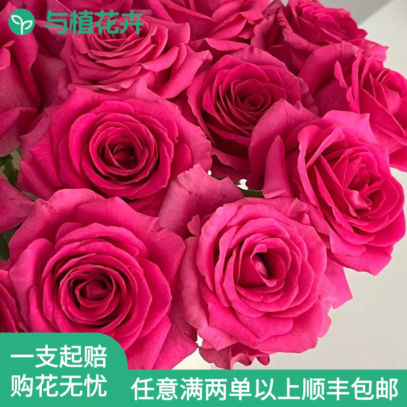 弗洛伊德玫瑰鲜切花家庭插花云南鲜花基地直发【任意两单顺丰包邮】