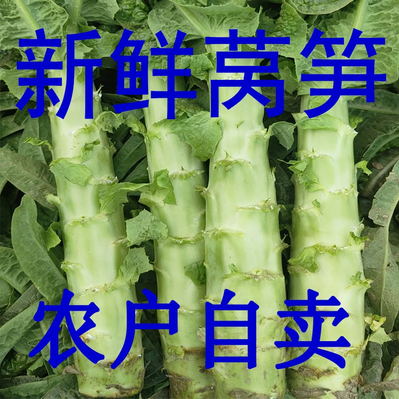 【农户价】河南新鲜红叶莴笋现砍农家脆嫩莴苣时令蔬菜3斤5斤