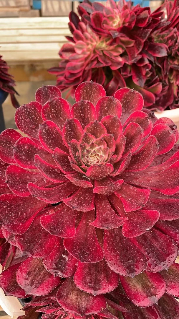 黑萝莉锦 女儿红 法师锦带根15-20公分