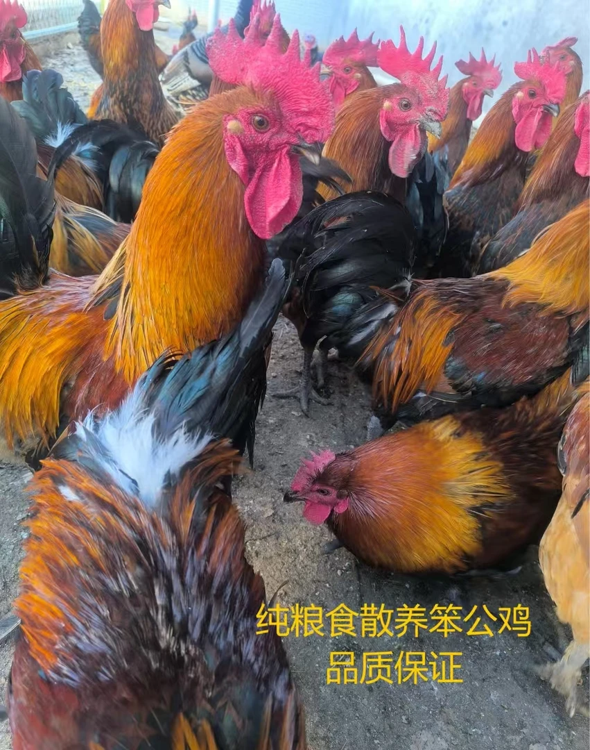 农村散养一年土公鸡新鲜现杀肉质紧实自然放养