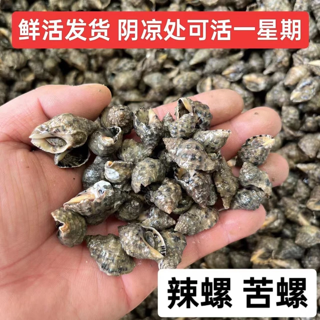 鲜活野生小辣螺苦螺四斤生鲜食品海螺辣螺鲜活冷地到货易结冰包鲜