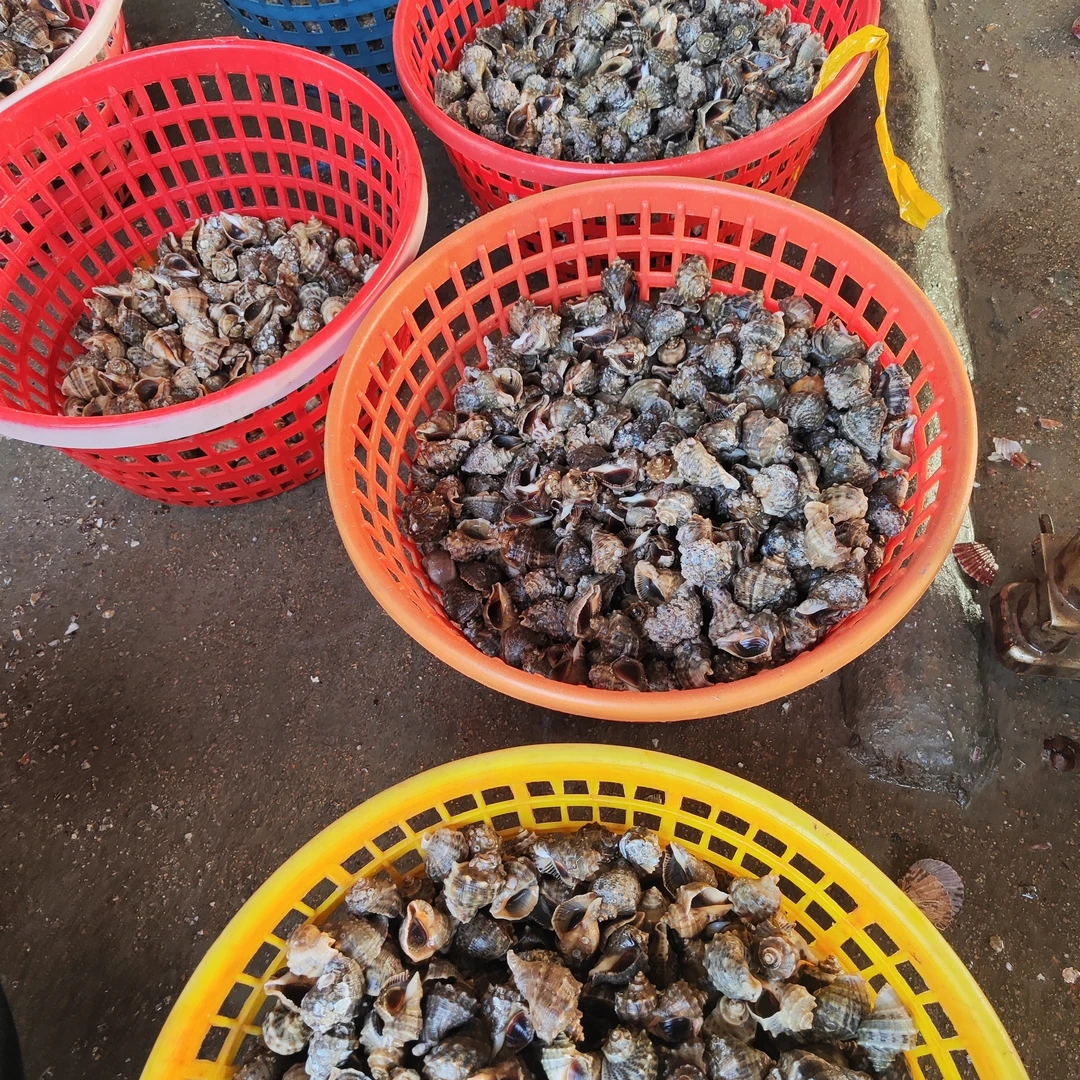 小海螺净重4斤口感脆嫩鲜活新鲜生鲜食品口感比大海螺味更嫩保活