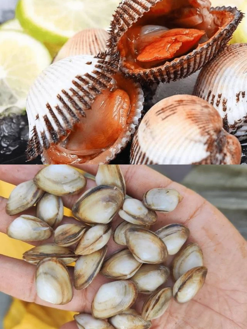 毛蛤2斤海瓜子2斤，鲜活发货到货包活生鲜食品