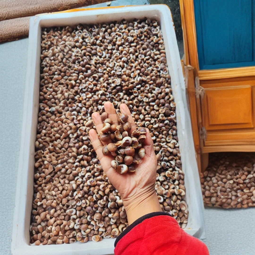 香螺吐沙保鲜不保活顺丰云南海南广西禁拍海螺海鲜水产品