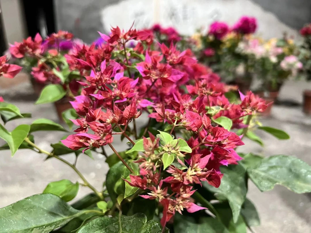 三角梅（一物一拍）对应价格拍