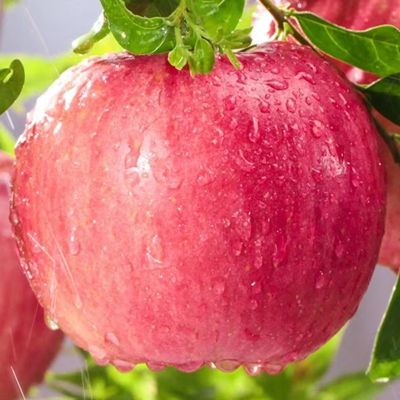 【到手2大瓶】苹果水果蔬菜水果 红彤彤的苹果