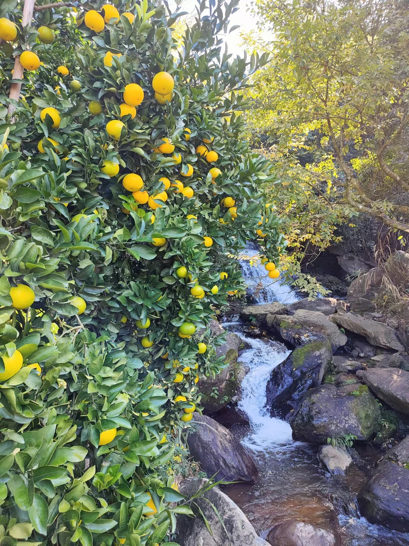 建阳原产地净重2斤试吃品鉴建阳桔柚甜橘柚应季新鲜水果多汁桔柚。