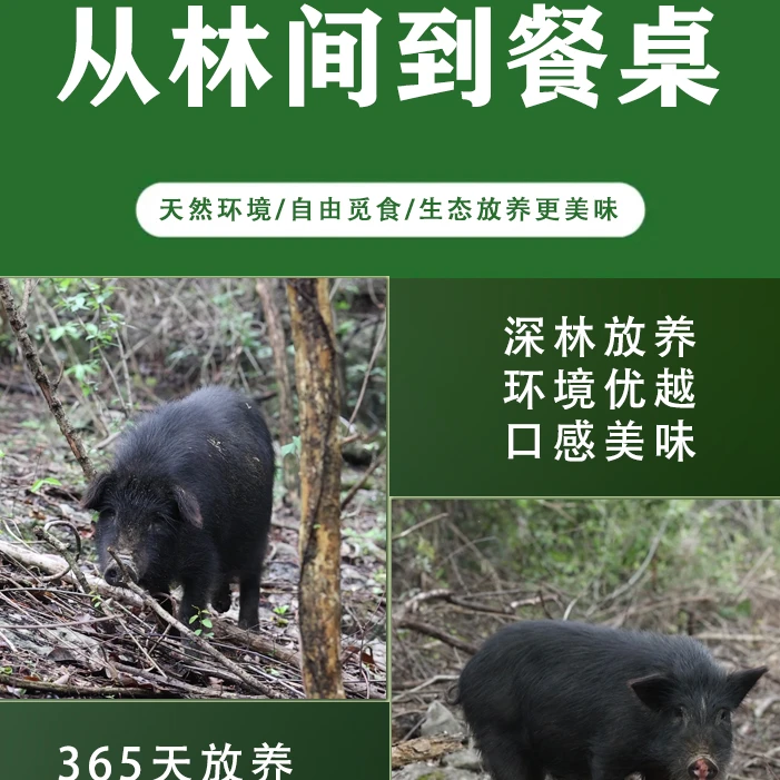 [直播间称重改价]生态放养藏香猪五花排顺丰包邮
