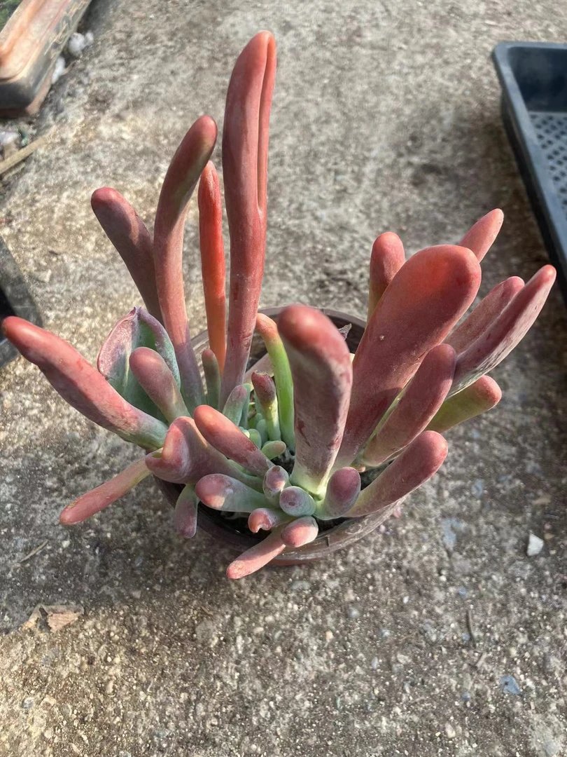 多肉植物火狐狸 满12.9包邮
