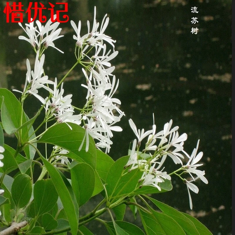 流苏小苗 流苏苗木 流苏树苗批发 嫁接桂花母本 油根子流苏绿化苗