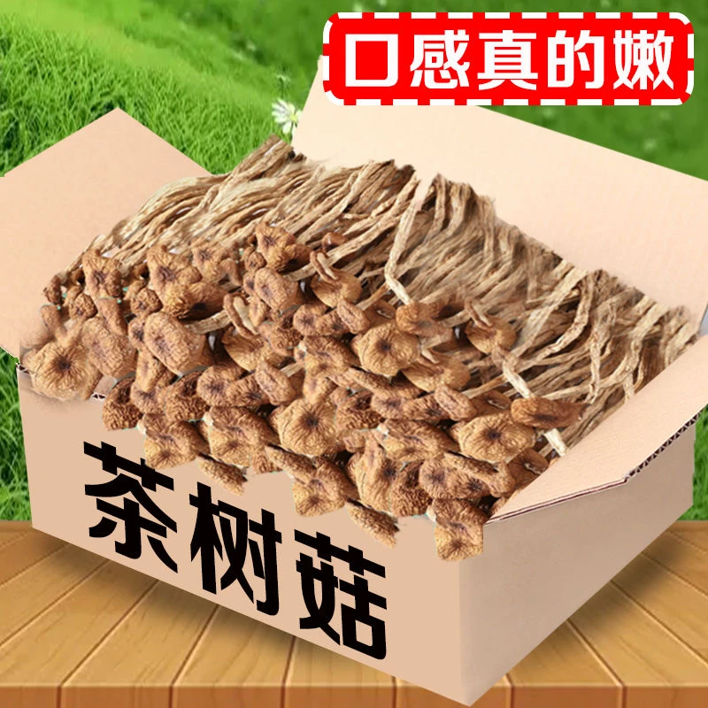 【真的嫩】古田农家茶树菇干货批发鲜嫩炖罐煲汤好料菌菇新货不开伞