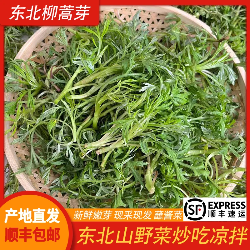【顺丰包邮】东北柳蒿芽山野菜新鲜柳蒿菜清炒菜柳蒿菜柳叶蒿蘸酱菜