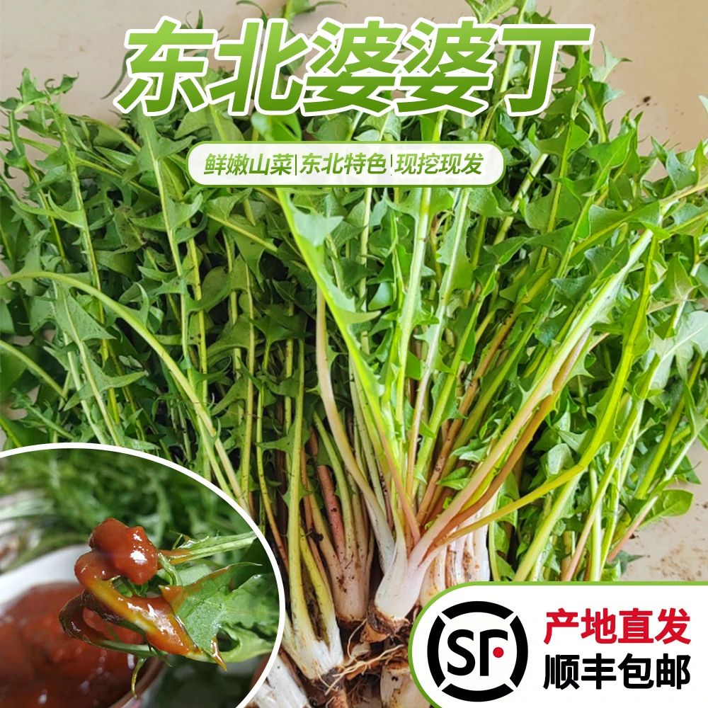 【顺丰包邮】东北婆婆丁蘸酱菜苦菜新鲜嫩叶蒲公英山野菜现挖现发